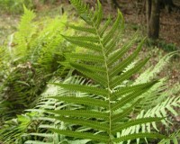 thelypteris kunthii 2.jpg